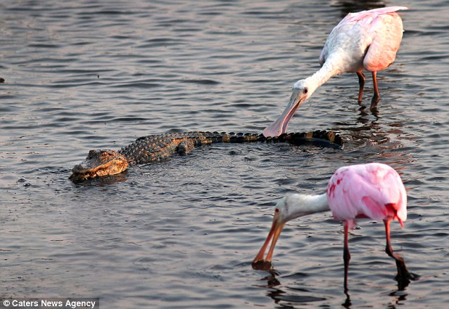 ������԰���ִ�����ʳ�������