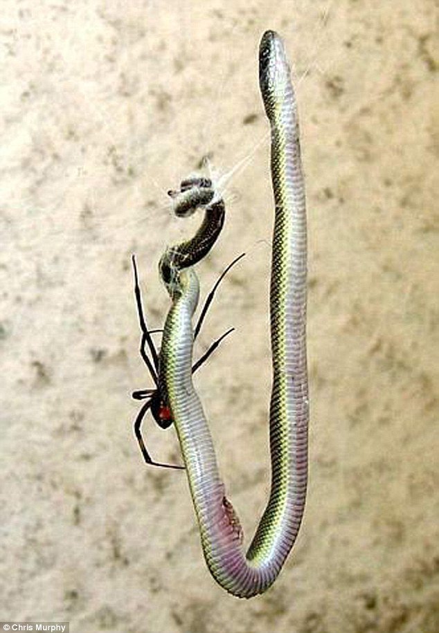 ����һĻ��ʵ���Ϸ�֩�벶��ȫ���̣�ͼ��