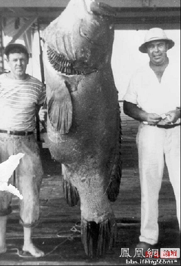 ������������� �������ޱ�_����Ȥ��