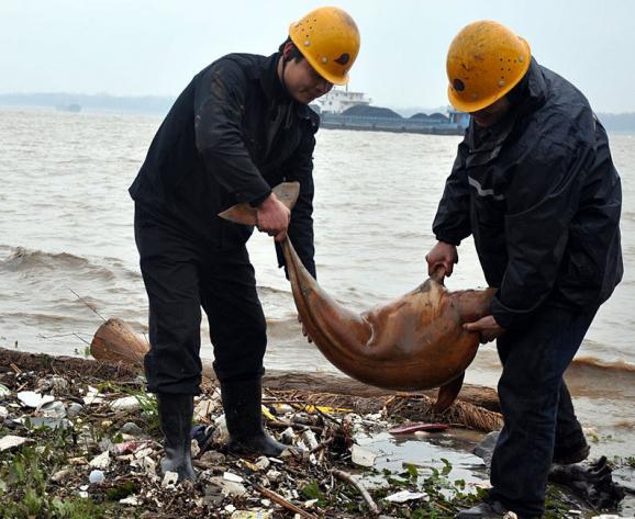 ��ό�� ������Ⱦ���½���������ͼ��